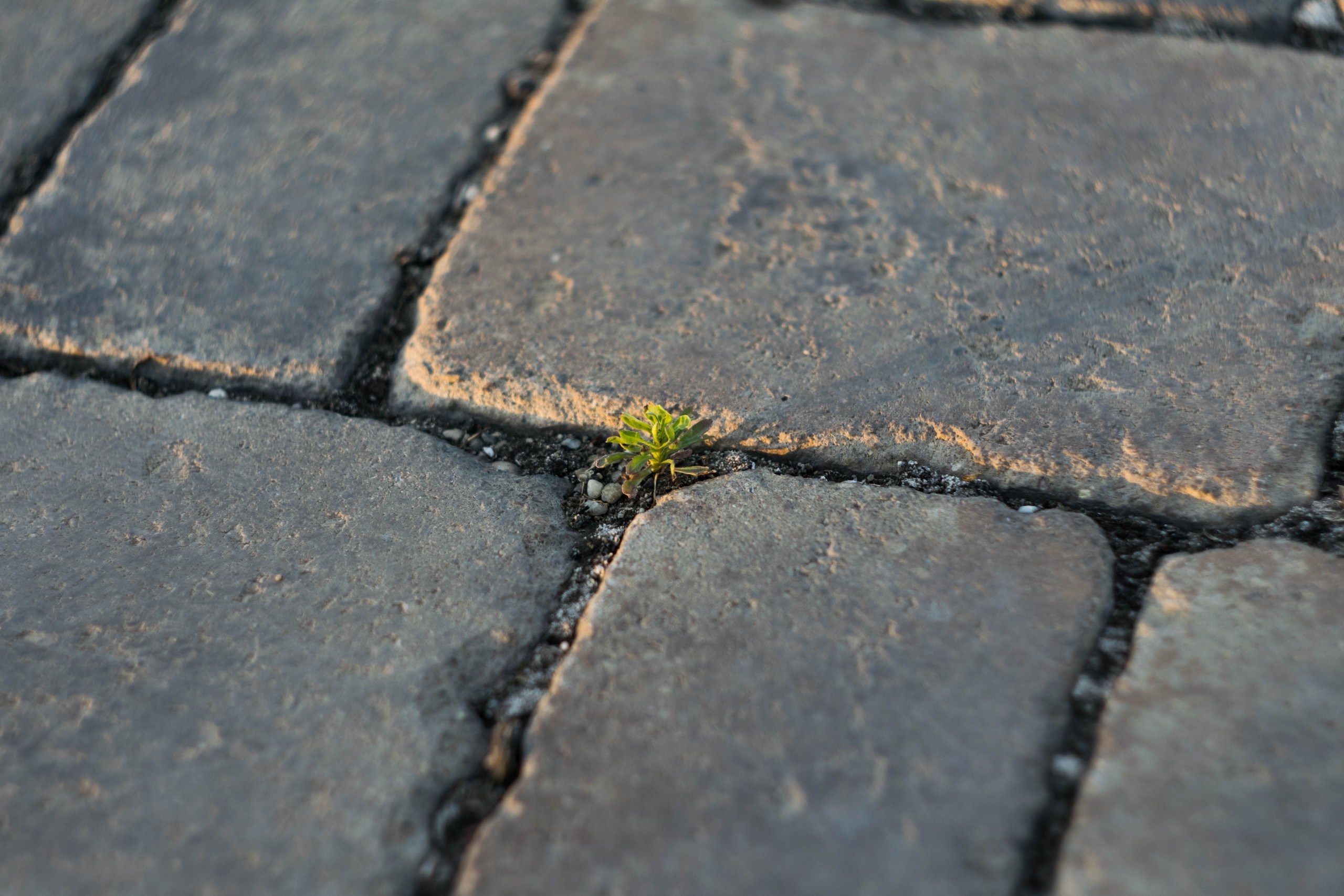 Create a Patio With Pavers